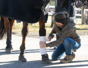 verband anleggen pferd